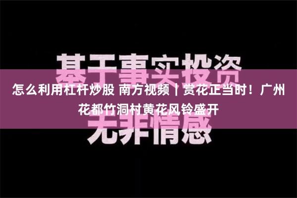 怎么利用杠杆炒股 南方视频｜赏花正当时！广州花都竹洞村黄花风铃盛开